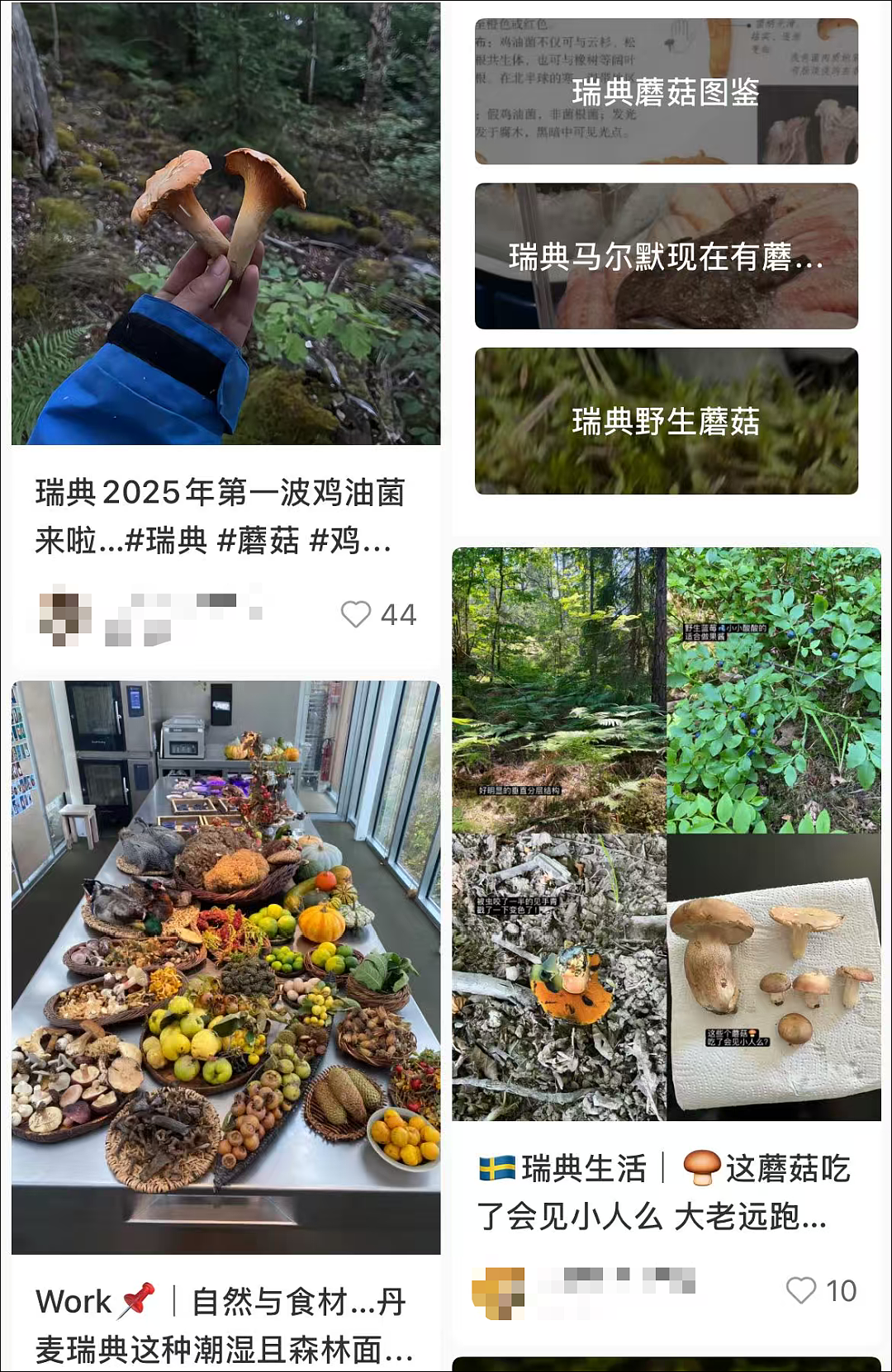 8名中国游客在瑞典采蘑菇集体中毒送医！当地表示“实属罕见”（组图） - 4