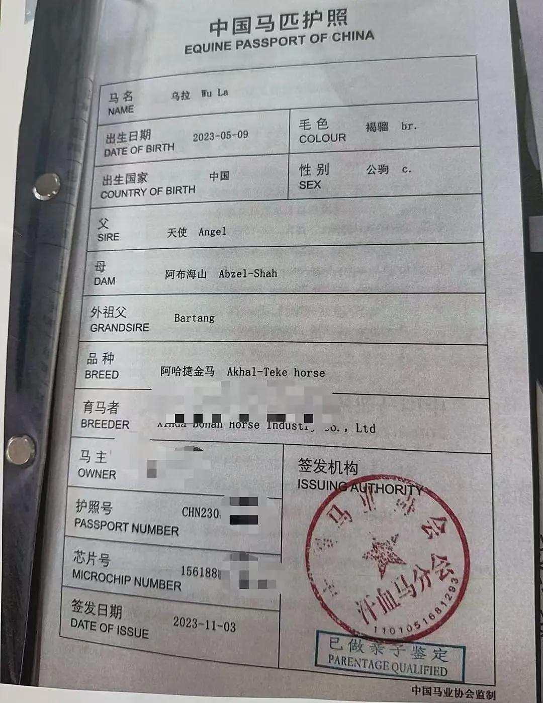 9万元买的汗血宝马高速遇车祸死亡，主人称保险公司拟赔9.1万，“未达预期，这两年饲养费超10万”（组图） - 3