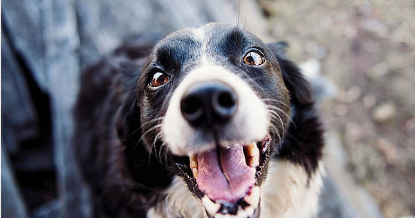 机率万分之一！澳男被爱犬咬伤染败血症，留永久性后遗症（图） - 1