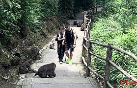 背、抱、捏腿…男性“陪爬“峨眉山涉擦边（图） - 1