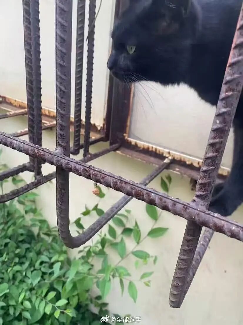 【爆笑】“找女朋友借钱吃饭被嫌弃下头？”啊啊啊看完内容我沉默了...（组图） - 40