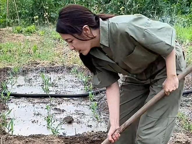 曾黎分享种豇豆经验，在土地勤劳耕作，没了明星光环更像农村妇女（组图） - 1