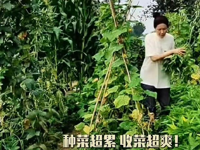 曾黎分享种豇豆经验，在土地勤劳耕作，没了明星光环更像农村妇女（组图） - 7
