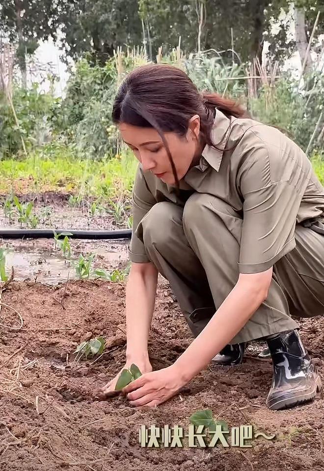 曾黎分享种豇豆经验，在土地勤劳耕作，没了明星光环更像农村妇女（组图） - 6