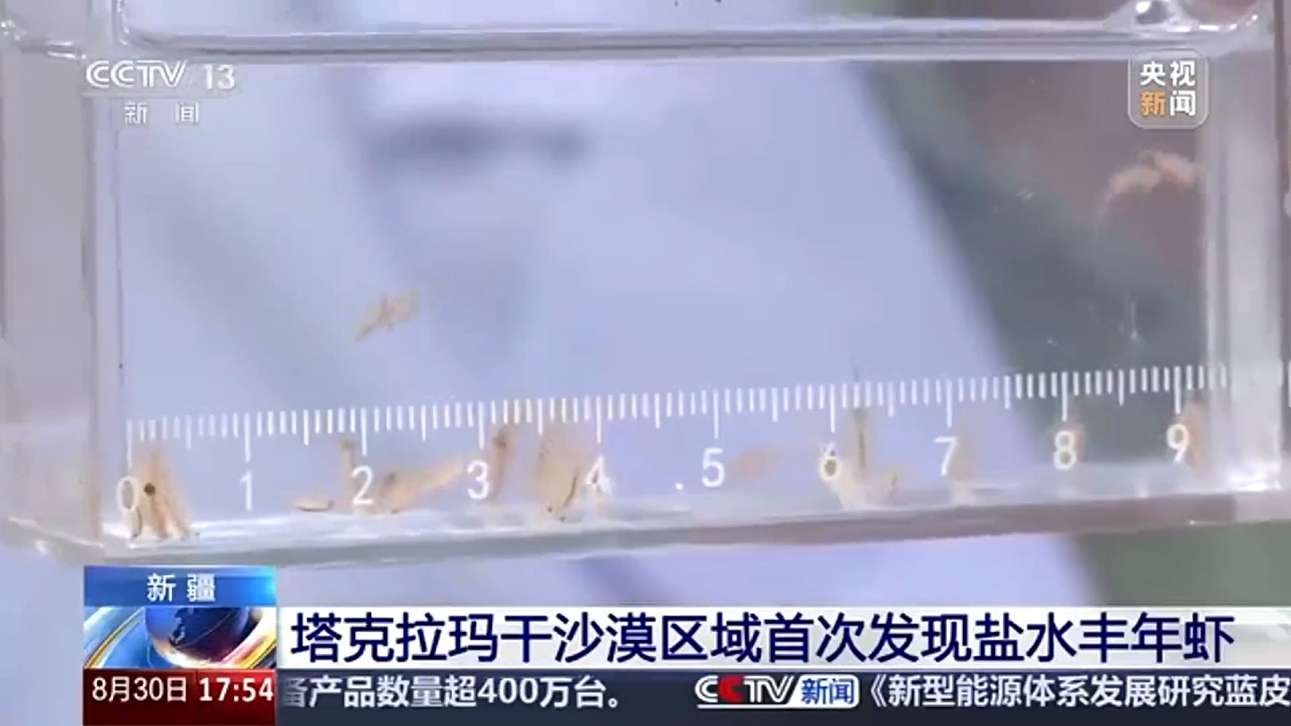 新疆沙漠发现4亿年历史物种盐水丰年虾，为盐碱水养殖提供参考（组图） - 7