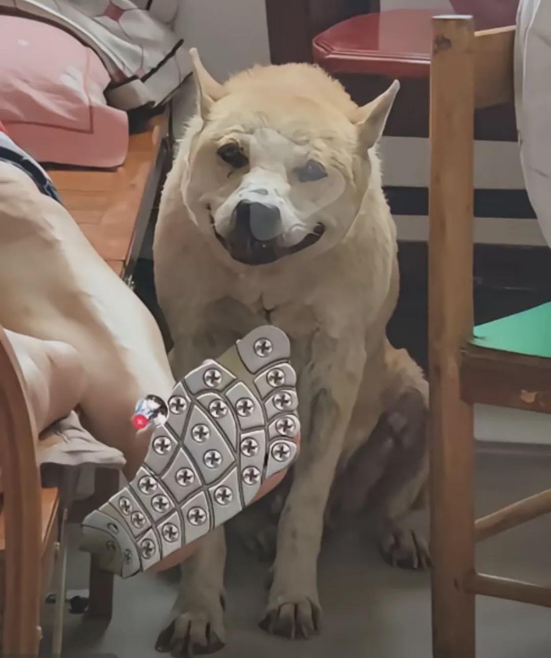 【宠物】主人发现狗子抖个不停，还以为是患上病了，网友：我甚至怀疑过是你脚的问题（组图） - 5