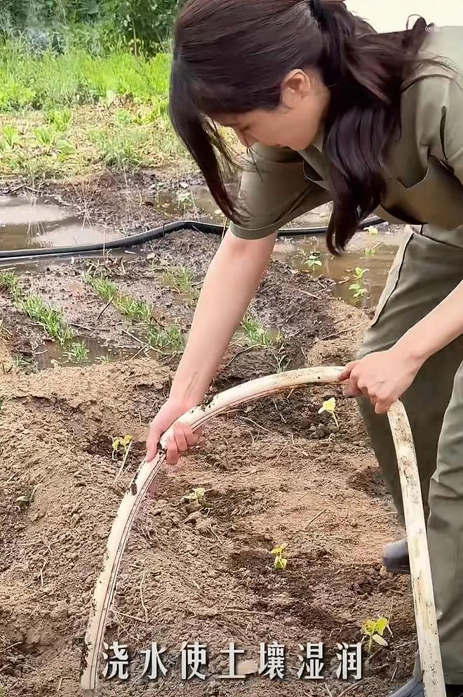 曾黎分享种豇豆经验，在土地勤劳耕作，没了明星光环更像农村妇女（组图） - 4