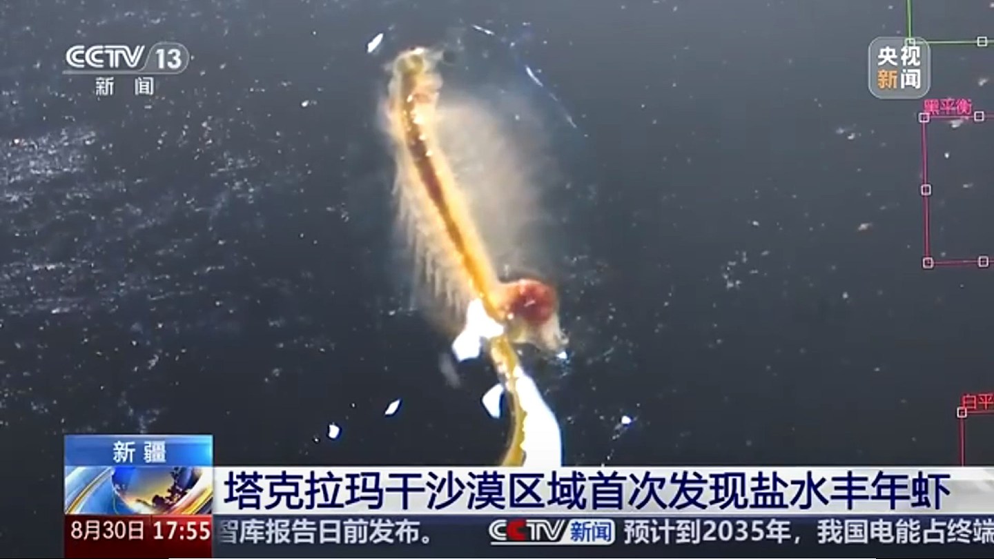 新疆沙漠发现4亿年历史物种盐水丰年虾，为盐碱水养殖提供参考（组图） - 4