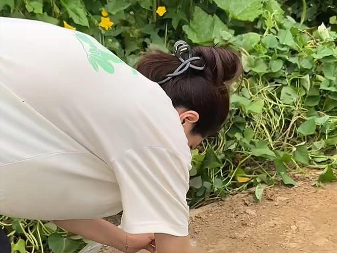 曾黎分享种豇豆经验，在土地勤劳耕作，没了明星光环更像农村妇女（组图） - 9