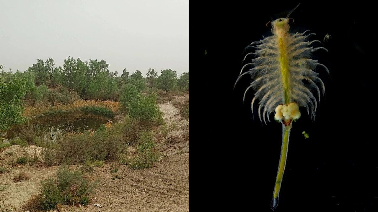 新疆沙漠发现4亿年历史物种盐水丰年虾，为盐碱水养殖提供参考（组图） - 1