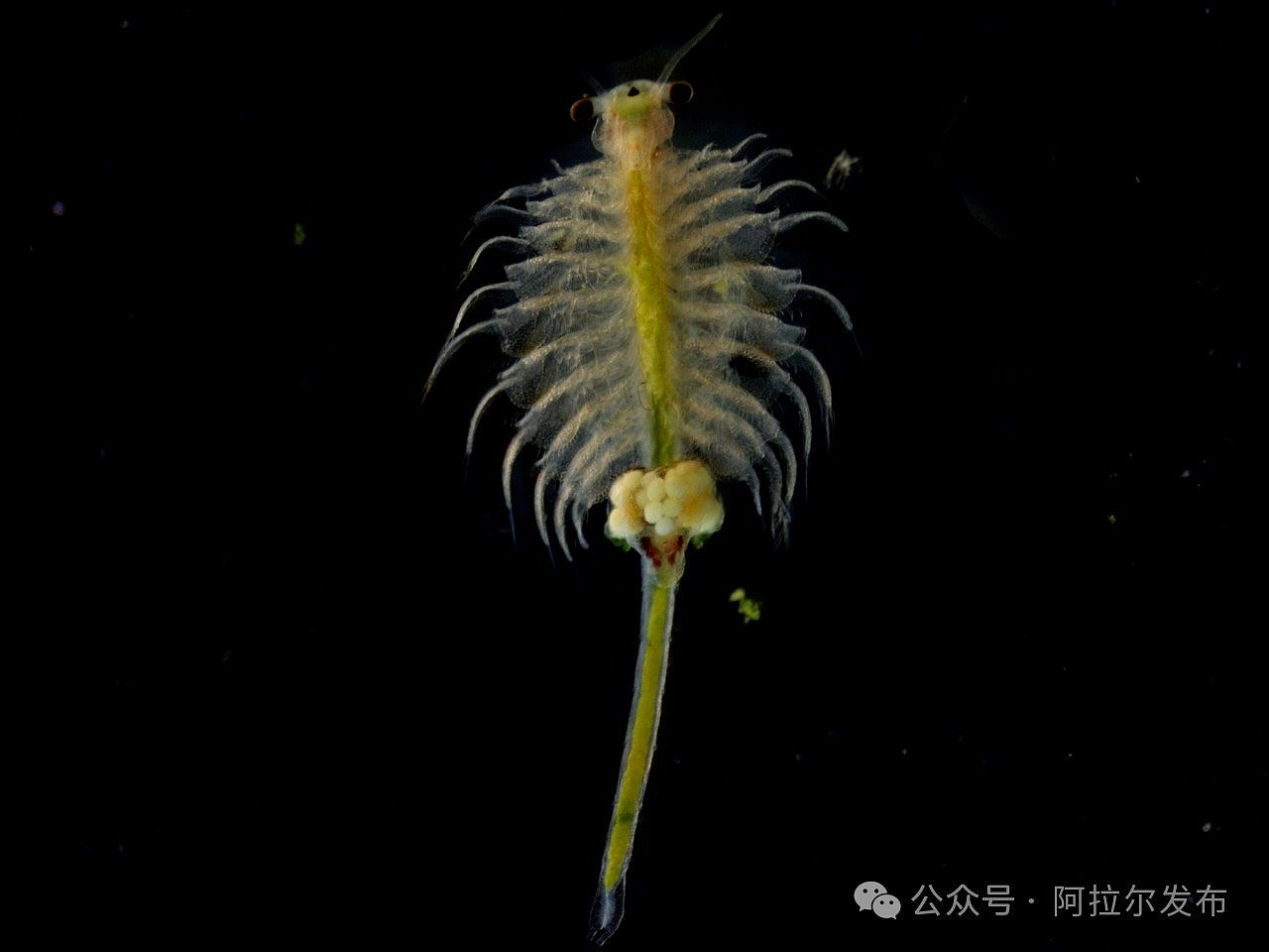 新疆沙漠发现4亿年历史物种盐水丰年虾，为盐碱水养殖提供参考（组图） - 2