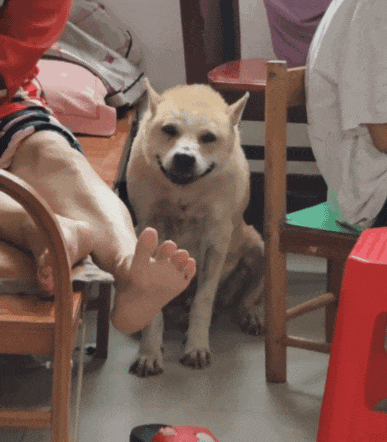 【宠物】主人发现狗子抖个不停，还以为是患上病了，网友：我甚至怀疑过是你脚的问题（组图） - 1