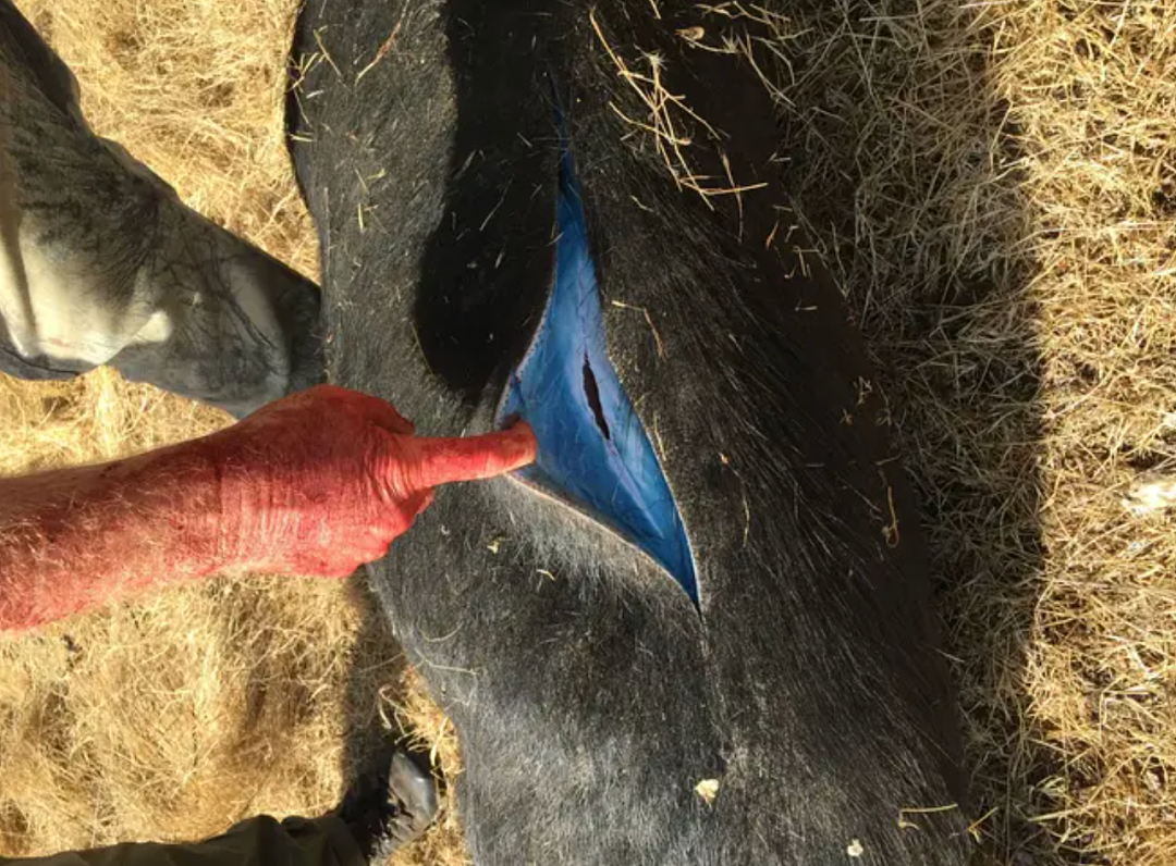 惊悚！美国加州大批野猪肉竟变成“荧光蓝”？专家紧急警告：吃一口可能致命！（组图） - 11