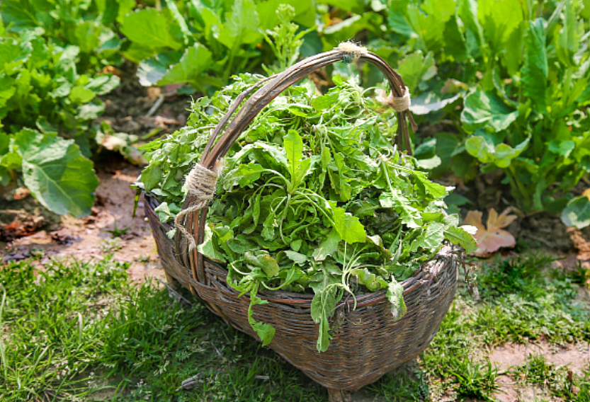 8名中国游客在国外集体中毒！采摘食用毒蘑菇后紧急送医，医生都看傻了...（组图） - 13