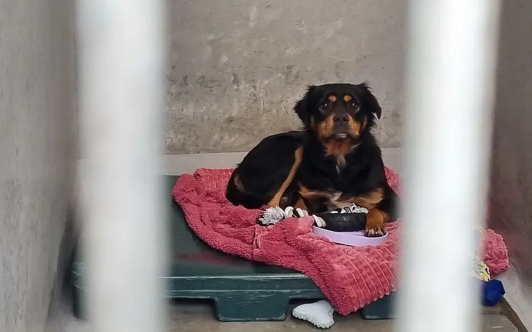 奥克兰流浪犬暴增：10000 只狗被扣留，街头问题严重，收容所压力巨大！三分之二无人认领惨遭安乐死（组图） - 4