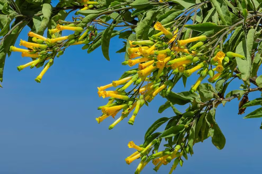 8名中国游客在国外集体中毒！采摘食用毒蘑菇后紧急送医，医生都看傻了...（组图） - 9