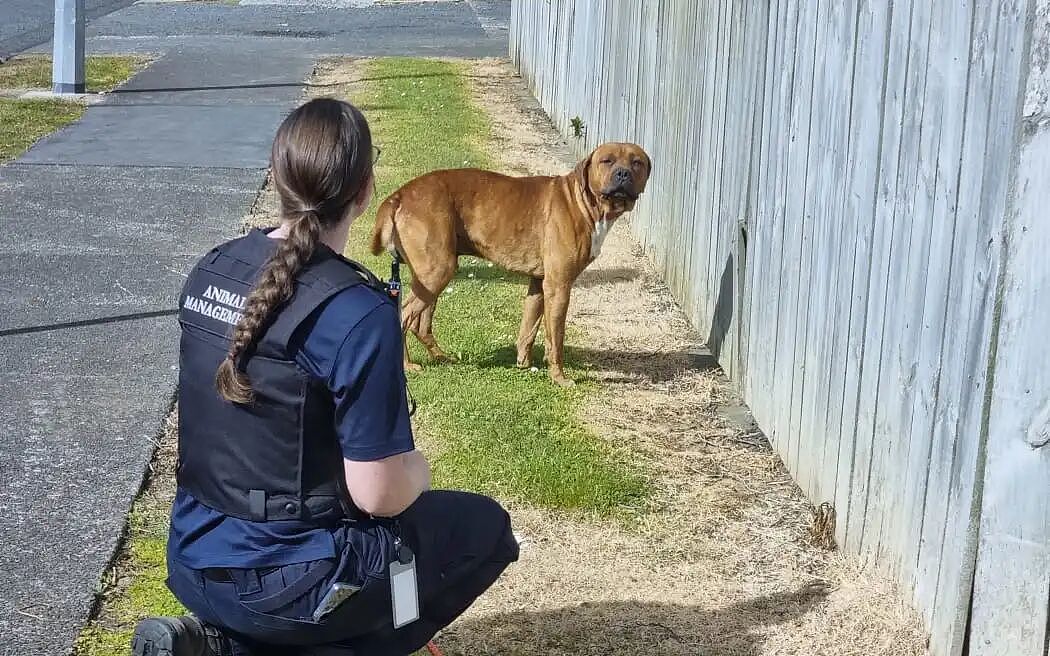 奥克兰流浪犬暴增：10000 只狗被扣留，街头问题严重，收容所压力巨大！三分之二无人认领惨遭安乐死（组图） - 1
