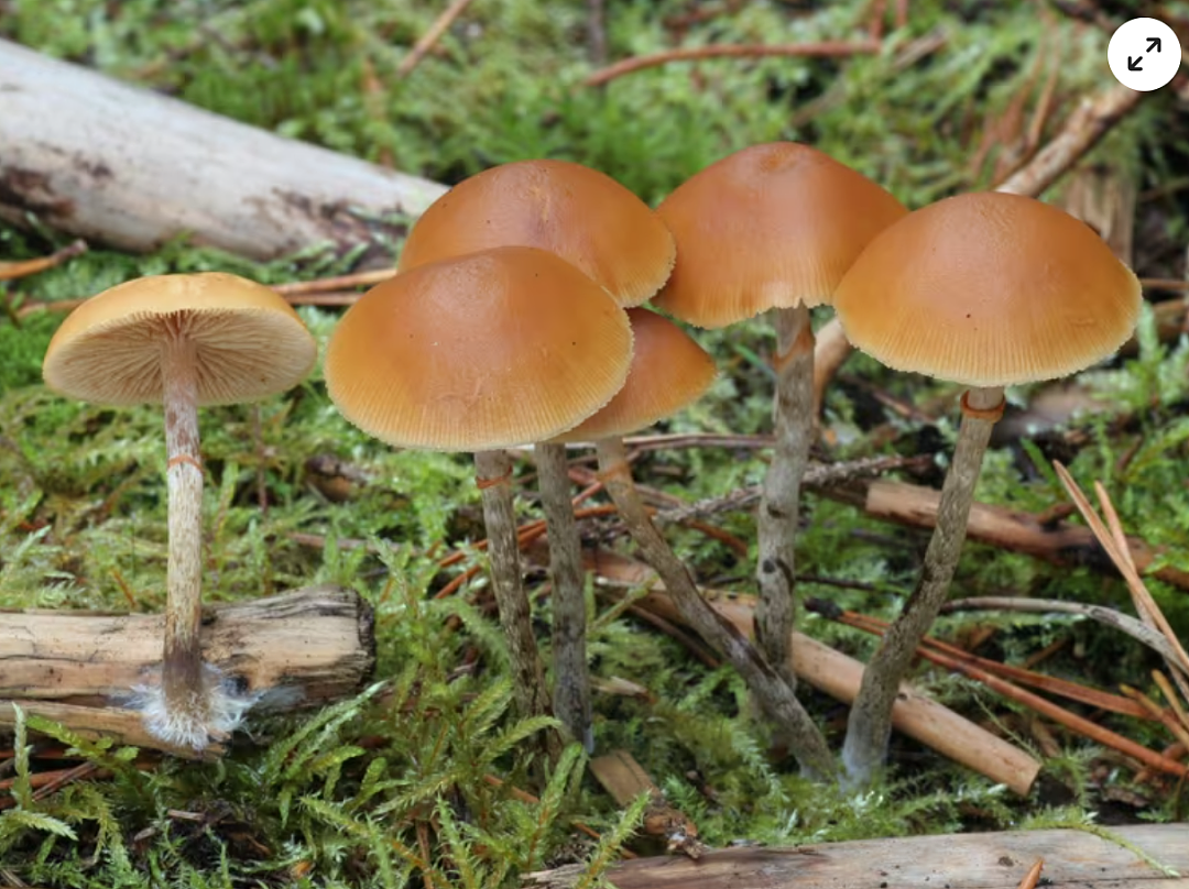 8名中国游客在国外集体中毒！采摘食用毒蘑菇后紧急送医，医生都看傻了...（组图） - 5