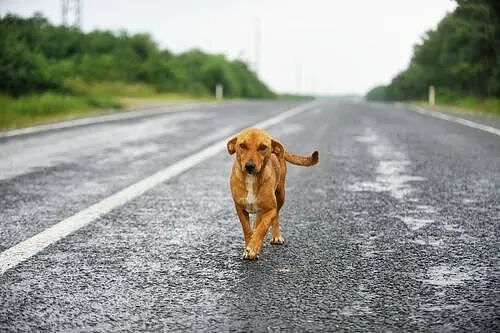 奥克兰流浪犬暴增：10000 只狗被扣留，街头问题严重，收容所压力巨大！三分之二无人认领惨遭安乐死（组图） - 7