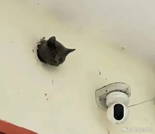 【爆笑】男朋友给前任介绍了一份月入过万的工作…？啊啊啊没有一个省油的灯（组图） - 51