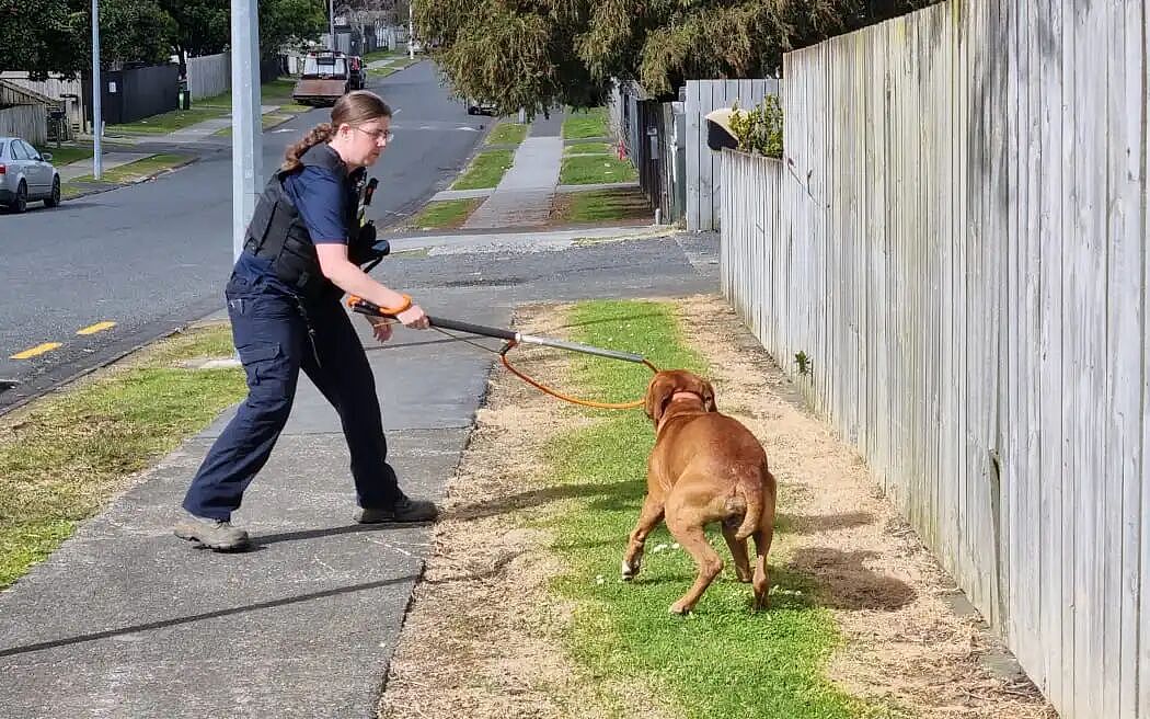 奥克兰流浪犬暴增：10000 只狗被扣留，街头问题严重，收容所压力巨大！三分之二无人认领惨遭安乐死（组图） - 2
