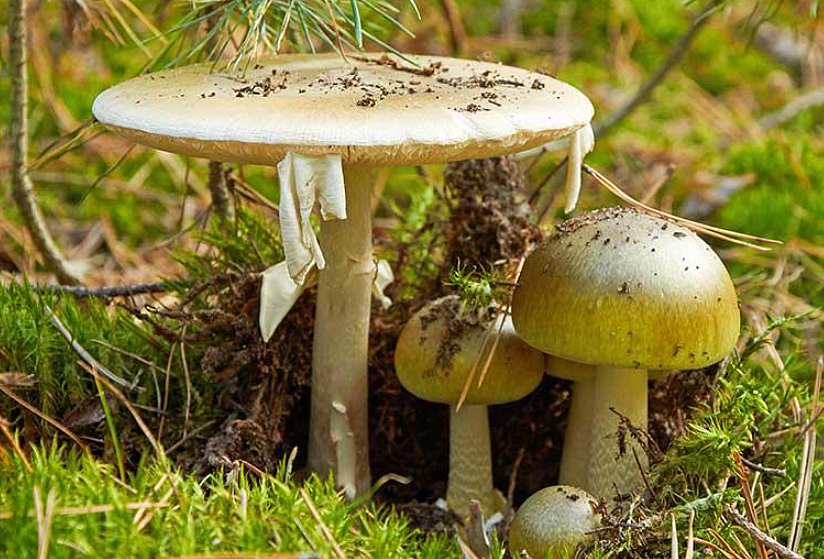 8名中国游客在国外集体中毒！采摘食用毒蘑菇后紧急送医，医生都看傻了...（组图） - 11