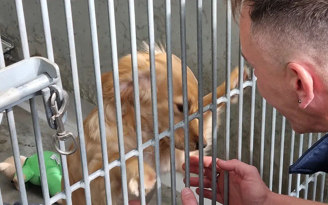 奥克兰流浪犬暴增：10000 只狗被扣留，街头问题严重，收容所压力巨大！三分之二无人认领惨遭安乐死（组图） - 5