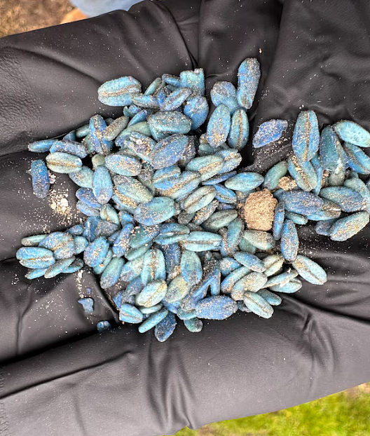 惊悚！美国加州大批野猪肉竟变成“荧光蓝”？专家紧急警告：吃一口可能致命！（组图） - 4