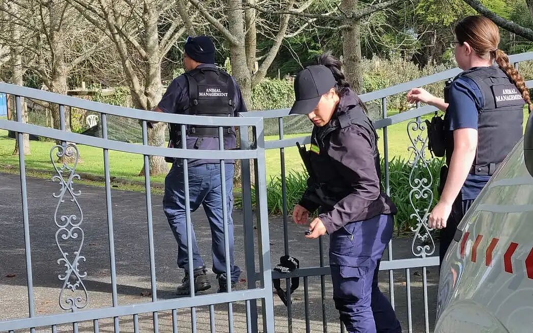 奥克兰流浪犬暴增：10000 只狗被扣留，街头问题严重，收容所压力巨大！三分之二无人认领惨遭安乐死（组图） - 3