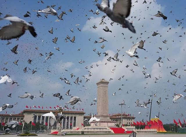 “阅兵结束10多分钟后,第一批放飞的和平鸽就到家洗澡了”(组图) - 2