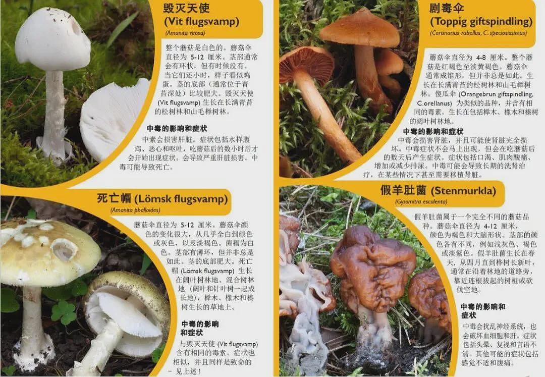 多名在瑞典旅行的中国游客误食毒蘑菇致食物中毒（组图） - 2