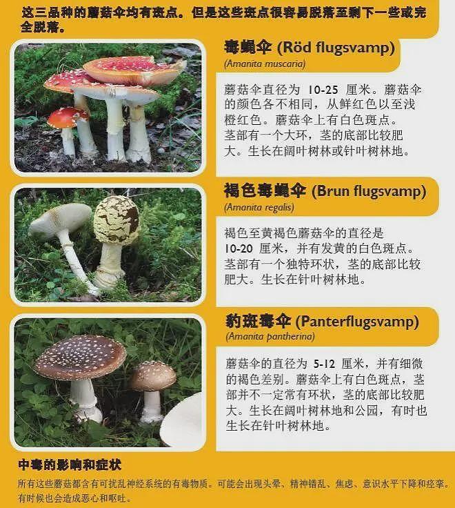 多名在瑞典旅行的中国游客误食毒蘑菇致食物中毒（组图） - 1
