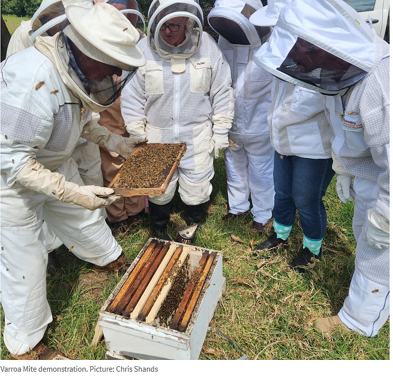 南澳首次发现致命性蜜蜂寄生虫,引发生物安全警报!(组图) - 2