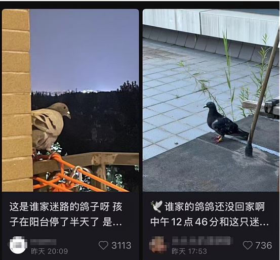 “阅兵的鸽子还有几只没到家”,今天千万网友全在追更(组图) - 10
