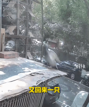 “阅兵的鸽子还有几只没到家”,今天千万网友全在追更(组图) - 1