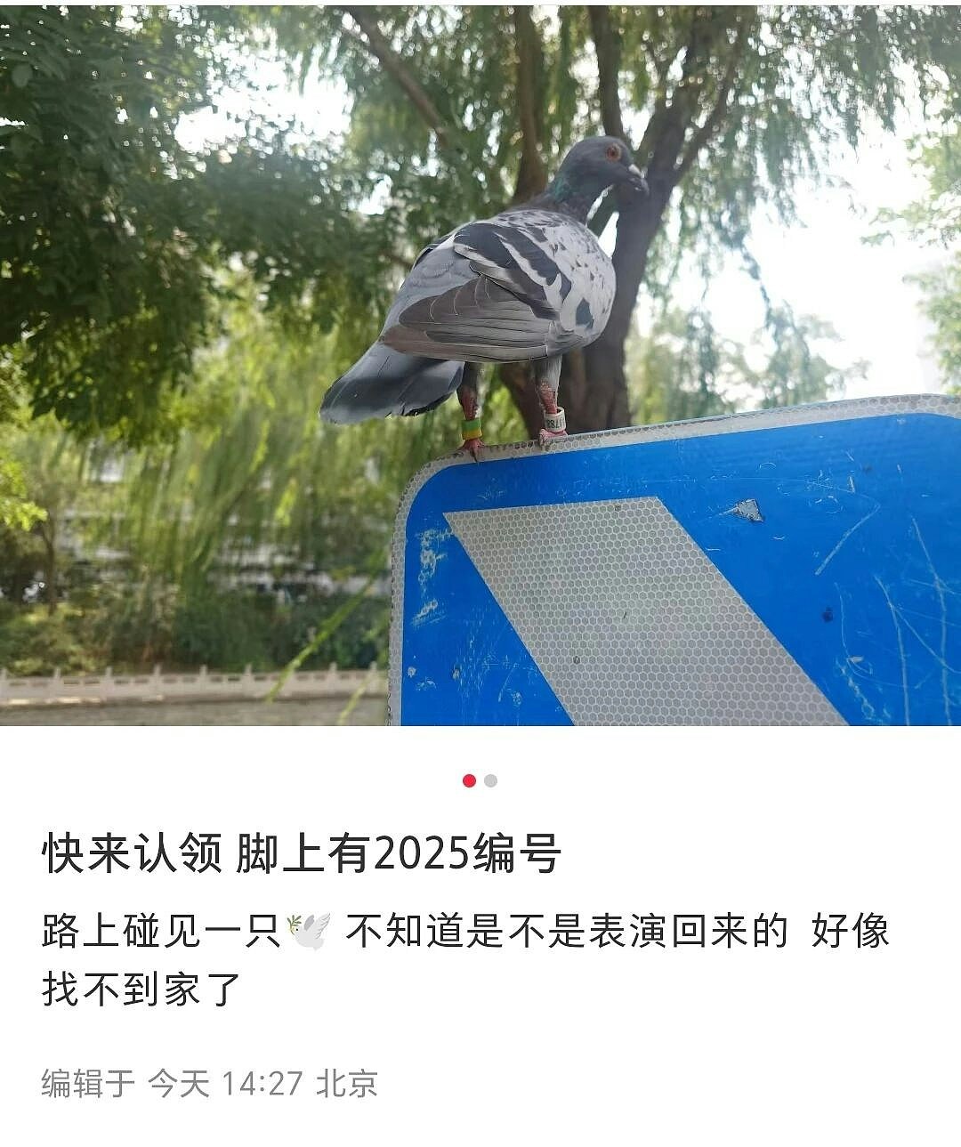 中国阅兵,8万和平鸽如何回家?专家:可靠地磁或太阳定位等(组图) - 4