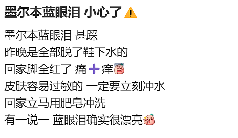周杰伦昆凌都在!大批华人澳洲深夜扎堆!暗藏风险,已有人中招(组图) - 6