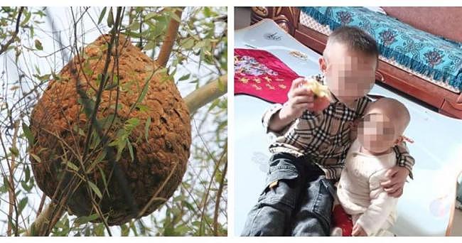 云南两幼儿遭胡蜂狂螫1000针惨死，养蜂人却说...（组图） - 4