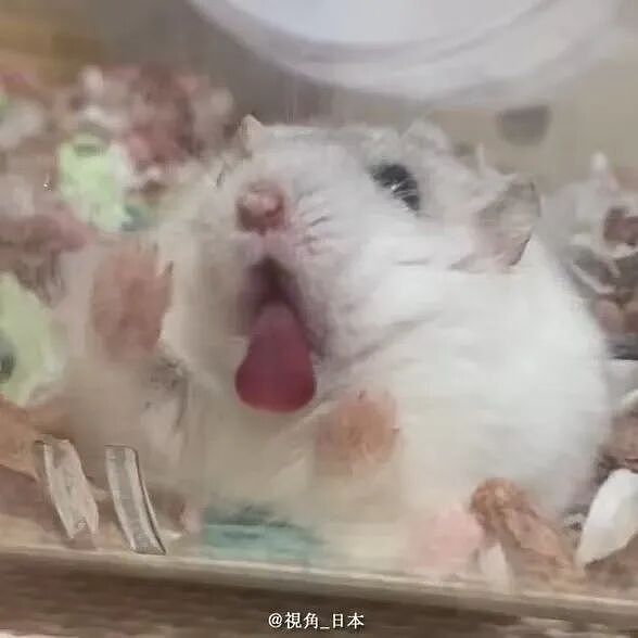 【爆笑】“第一次见女友父母预算200可以买啥?” 哈哈哈哈哈哈被网友支招笑尿了(组图) - 37