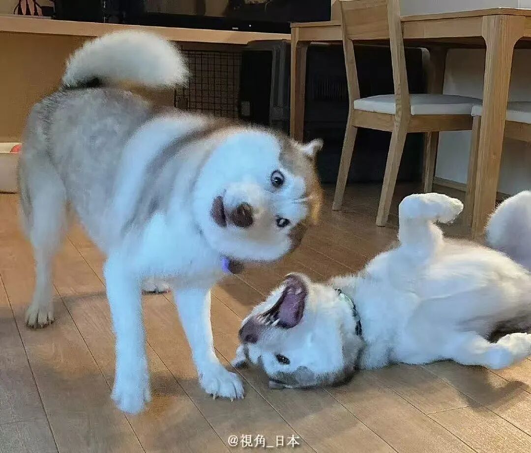 【爆笑】“第一次见女友父母预算200可以买啥?” 哈哈哈哈哈哈被网友支招笑尿了(组图) - 34