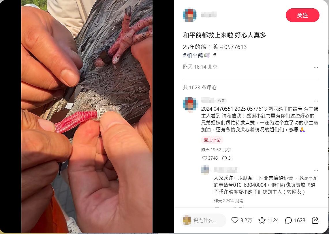 中国阅兵,8万和平鸽如何回家?专家:可靠地磁或太阳定位等(组图) - 5