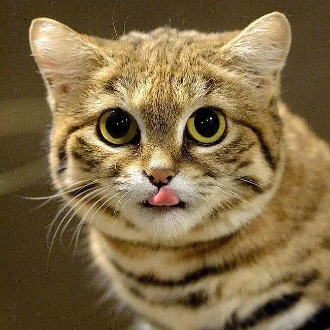 【宠物】千万不要养这种狸花猫,小心牢底坐穿!网友:光是看一眼,我都受不了啊啊啊(组图) - 2