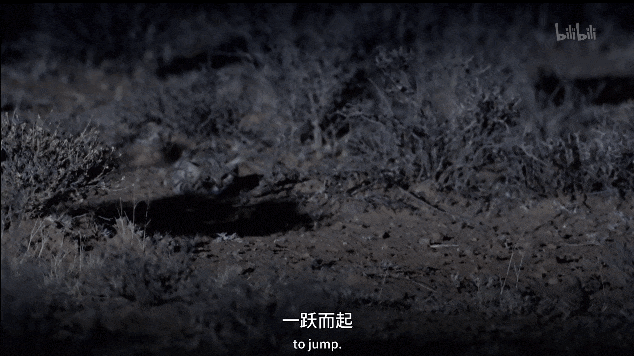 【宠物】千万不要养这种狸花猫,小心牢底坐穿!网友:光是看一眼,我都受不了啊啊啊(组图) - 22