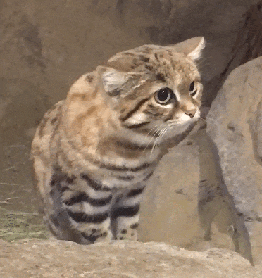 【宠物】千万不要养这种狸花猫,小心牢底坐穿!网友:光是看一眼,我都受不了啊啊啊(组图) - 26