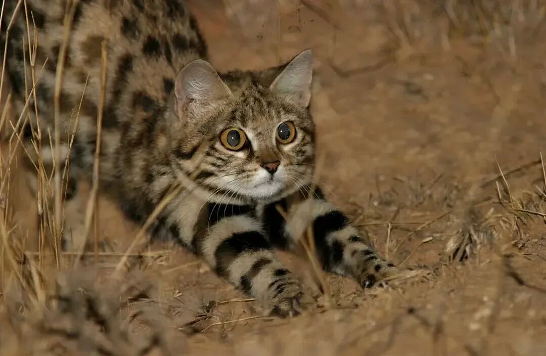 【宠物】千万不要养这种狸花猫,小心牢底坐穿!网友:光是看一眼,我都受不了啊啊啊(组图) - 16