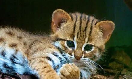 【宠物】千万不要养这种狸花猫,小心牢底坐穿!网友:光是看一眼,我都受不了啊啊啊(组图) - 9