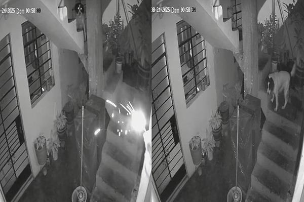点燃炸弹突扔进家中，英勇可卡犬冲上前“一口咬住”救全家人（组图） - 1