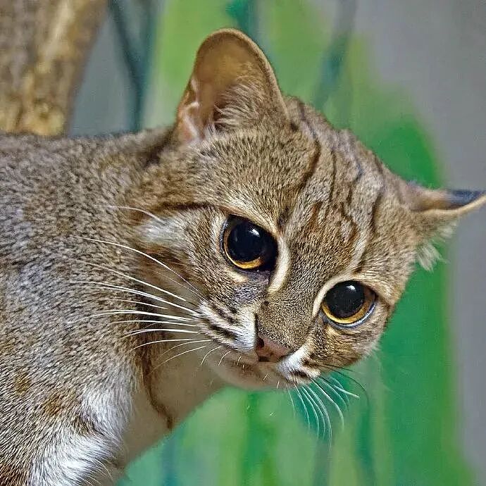 【宠物】千万不要养这种狸花猫,小心牢底坐穿!网友:光是看一眼,我都受不了啊啊啊(组图) - 1