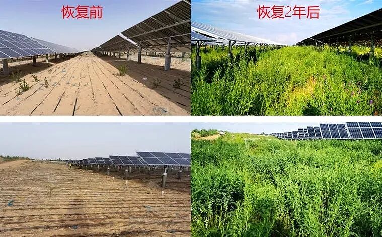 “最委屈的985”，将中国光伏送上全球第一（组图） - 12