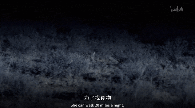 【宠物】千万不要养这种狸花猫,小心牢底坐穿!网友:光是看一眼,我都受不了啊啊啊(组图) - 21